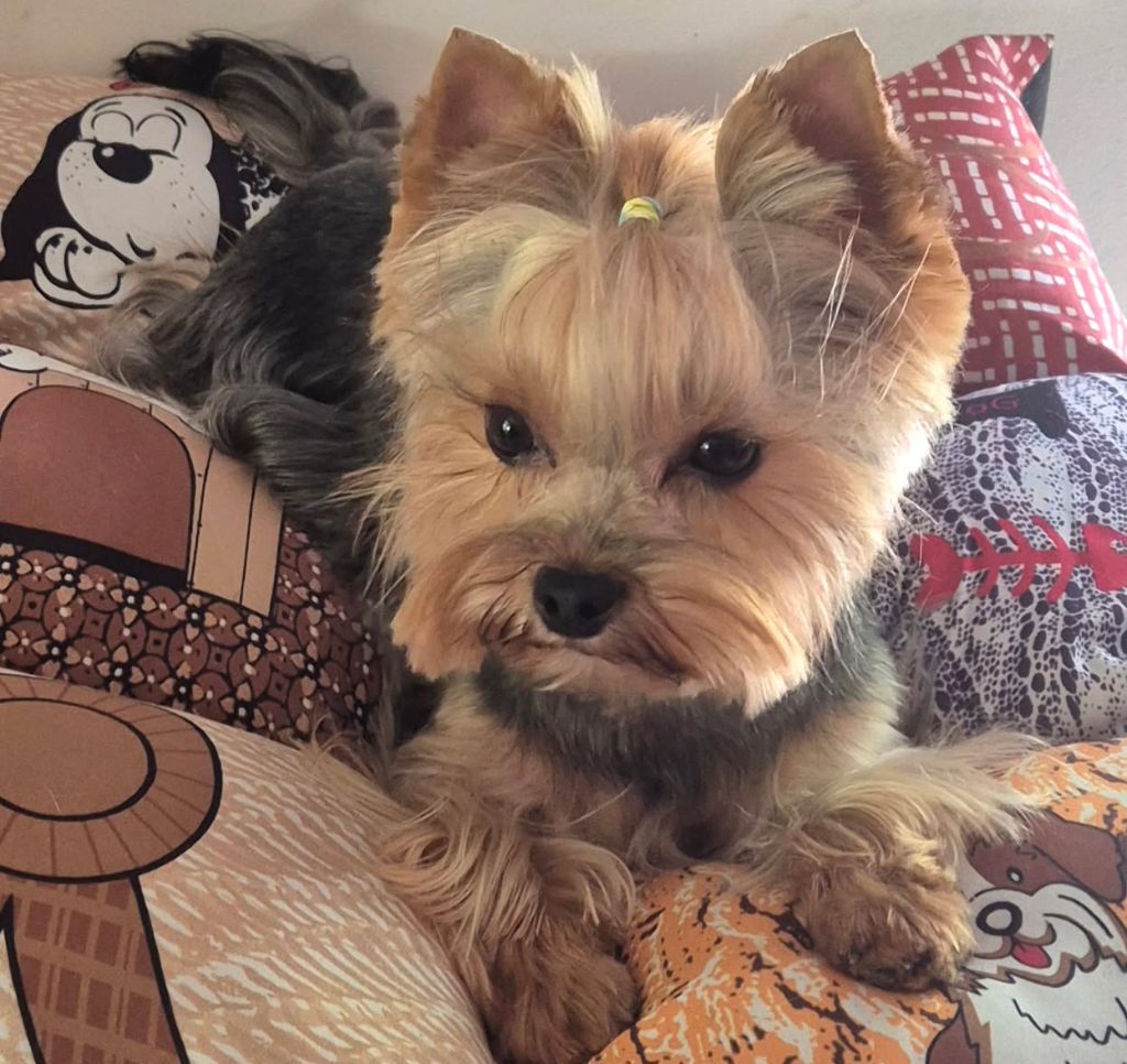 Triska De L'arche D'or