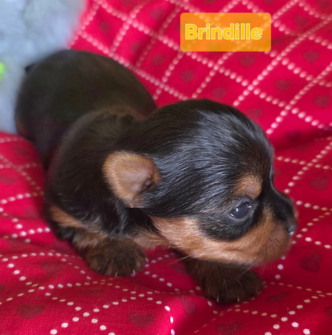 Du Paradis De L'Isle - Chiots disponibles - Yorkshire Terrier