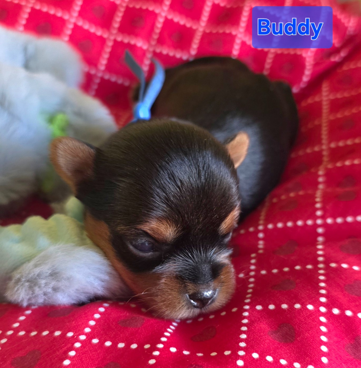 Du Paradis De L'Isle - Chiots disponibles - Yorkshire Terrier