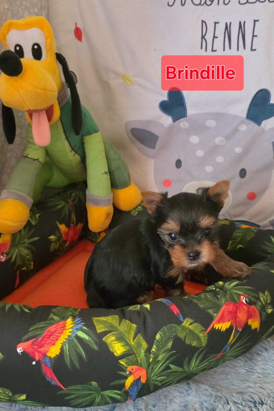 Du Paradis De L'Isle - Chiots disponibles - Yorkshire Terrier