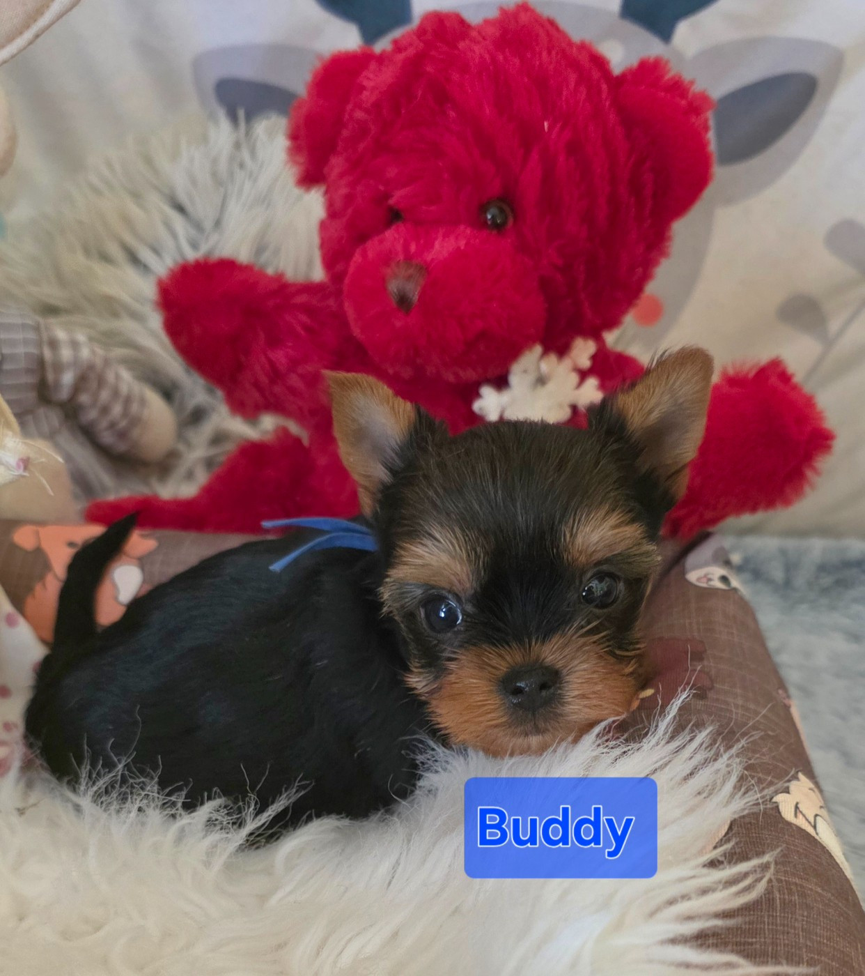 Du Paradis De L'Isle - Chiots disponibles - Yorkshire Terrier