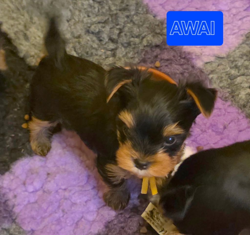 Du Paradis De L'Isle - Chiots disponibles - Yorkshire Terrier