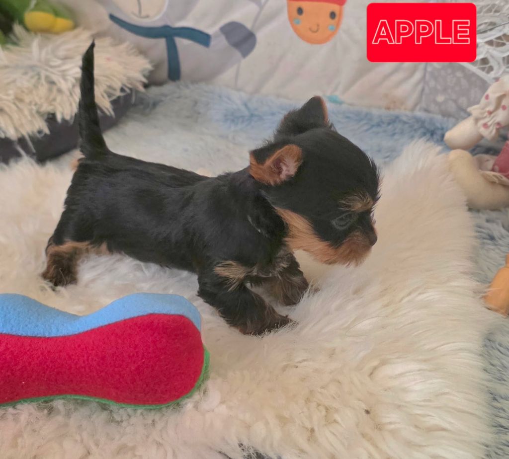 Du Paradis De L'Isle - Chiots disponibles - Yorkshire Terrier